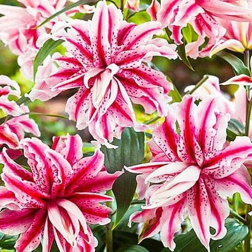 Magic Star